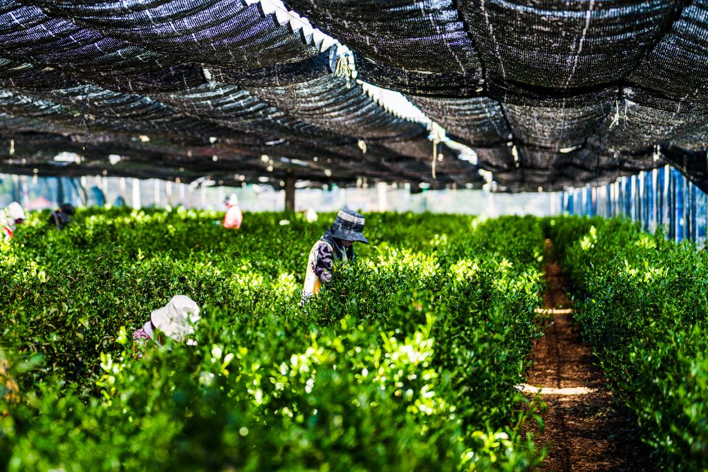 覆い下栽培の茶園