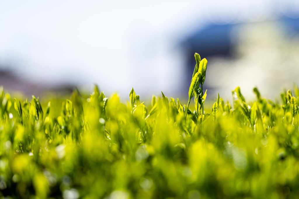 日本の茶畑