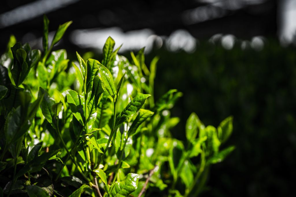 輝く茶葉