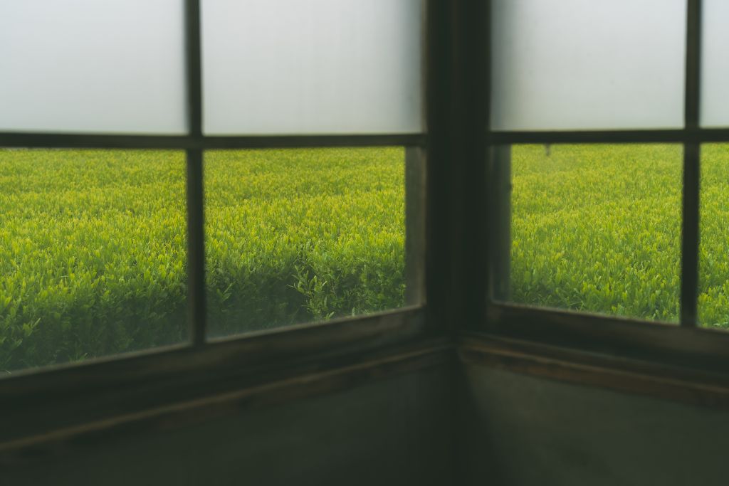 窓から見た茶畑の風景